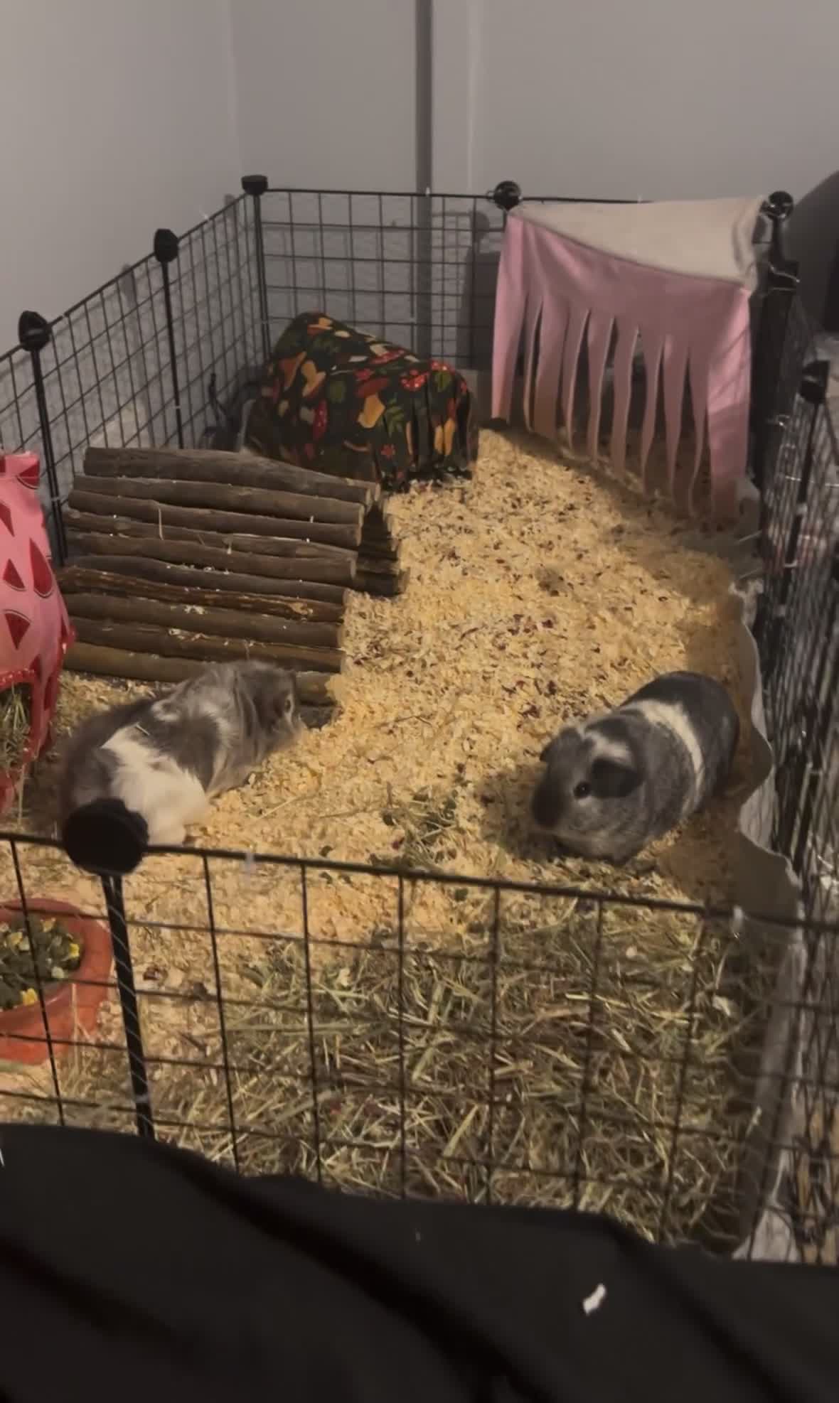 Guinea Pig rodents for sale: Winnie and willow / read description  in Bedford - Video 1