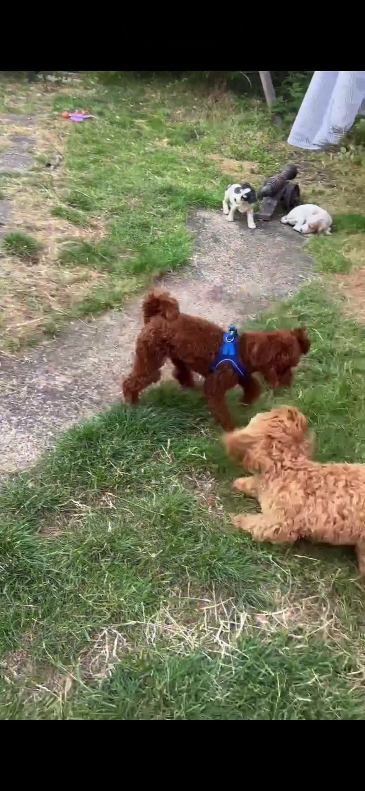 Poochon dogs for sale: Poochon Puppies for Sale - Video 1
