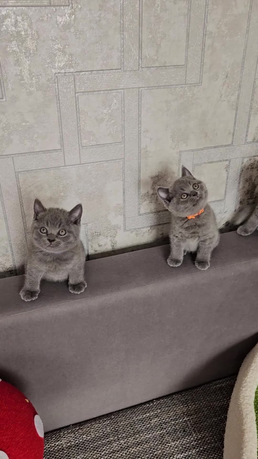 British Shorthair cats for sale: British Blue Shorthair kittens, GCCF pedigree - Video 1