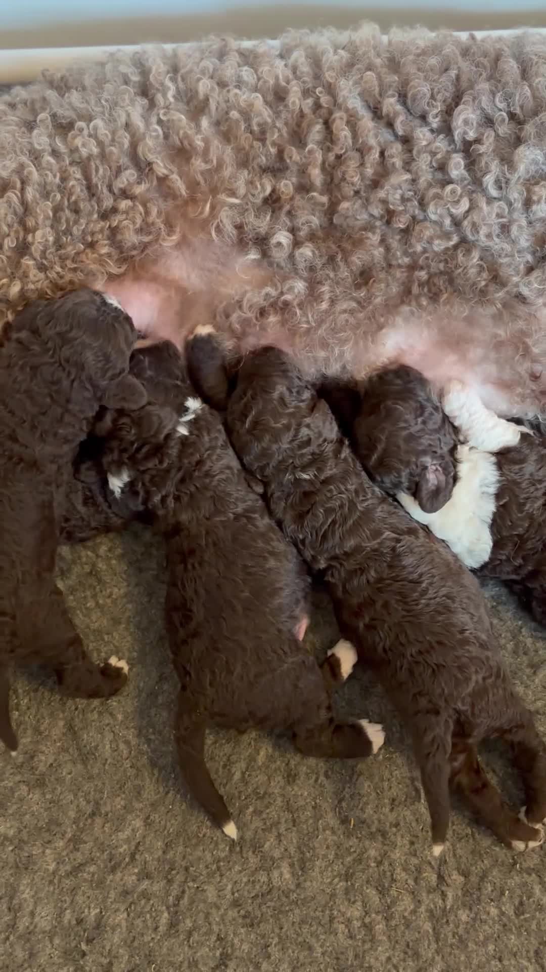 Spanish Water Dog dogs for sale: KC Spanish Water Dog Pups-Coastal Raised with ENS  - Video 2