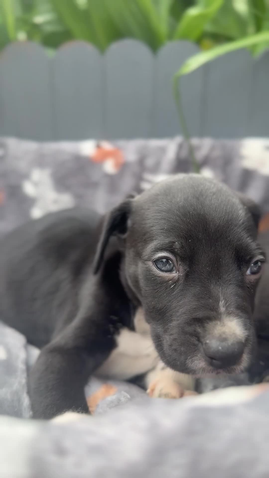 Mixed Breed dogs for sale: Adorable Dalmatian X Welsh Collie - Video 1