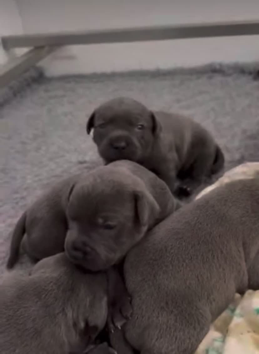 Staffordshire Bull Terrier dogs for sale: Worming Kc Reg %100Pure Staffy Puppies - Video 1