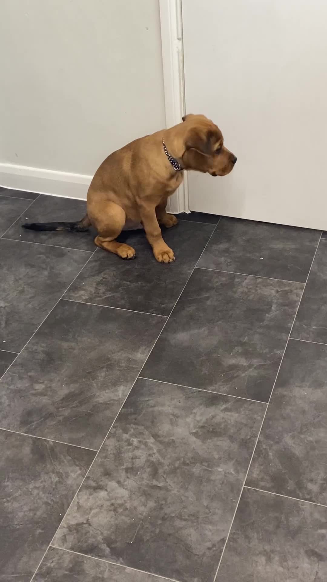 Mixed Breed dogs for sale: Puppy  - Video 1