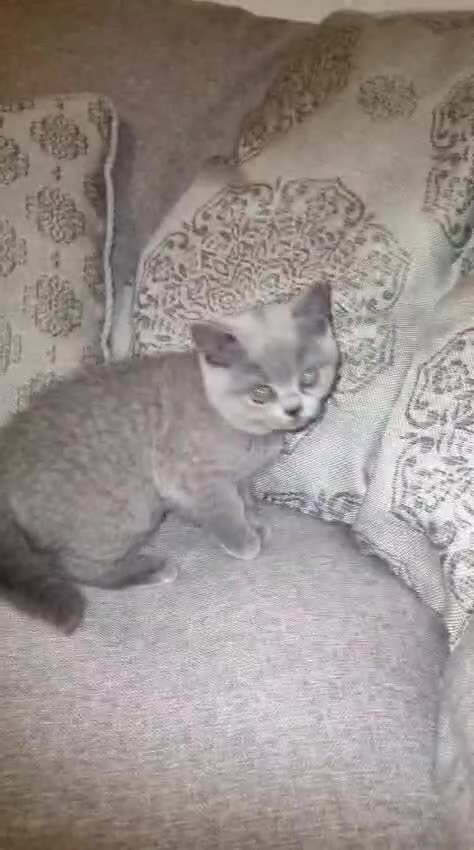 British Shorthair cats for sale: Beautiful BSH kittens in West London - Video 3