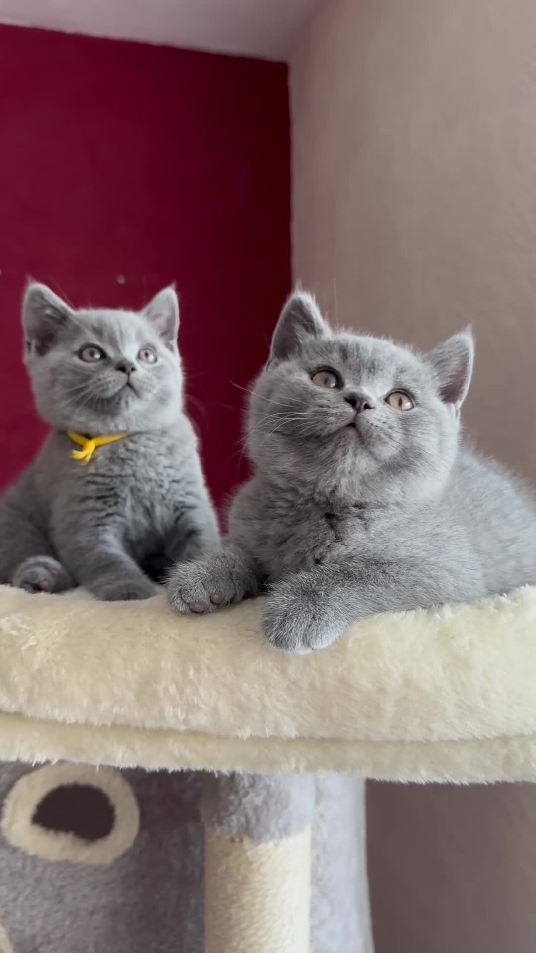 British Shorthair cats for sale: GCCF Registered Britsh Shorthair  - Video 2