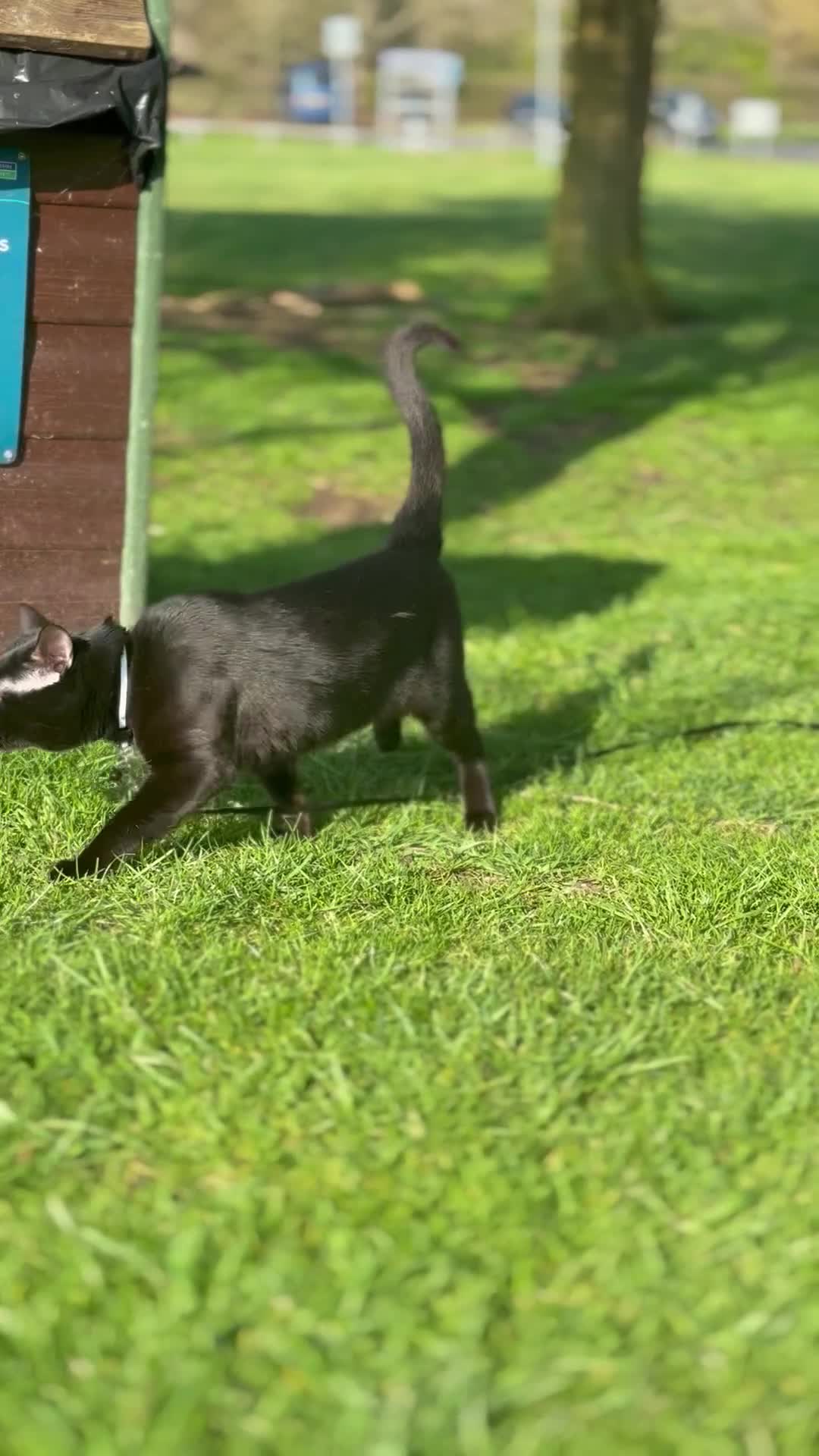 Bombay cats for sale: BLACK CUTE MALE CAT AVAILABLE -MONEY NOT AN ISSUE  - Video 2