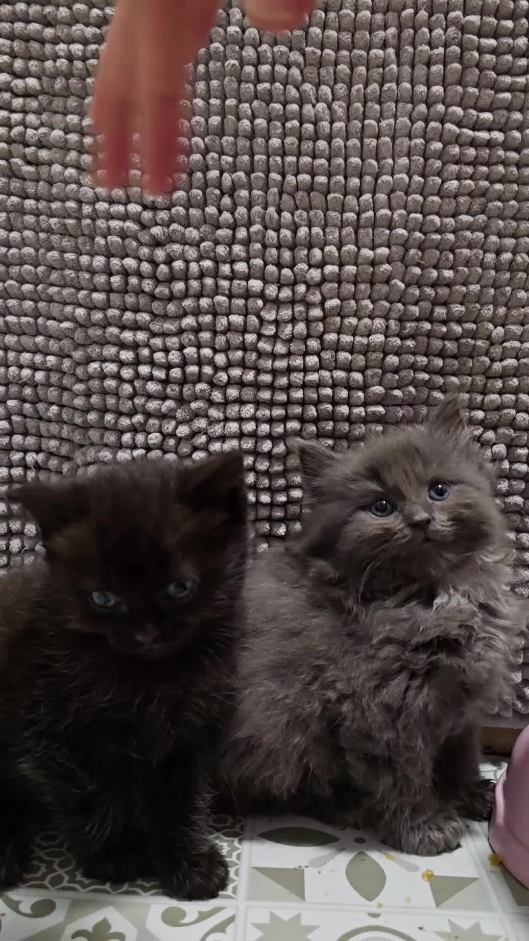 Ragdoll cats for sale: Gorgeous half ragdolls - Video 5