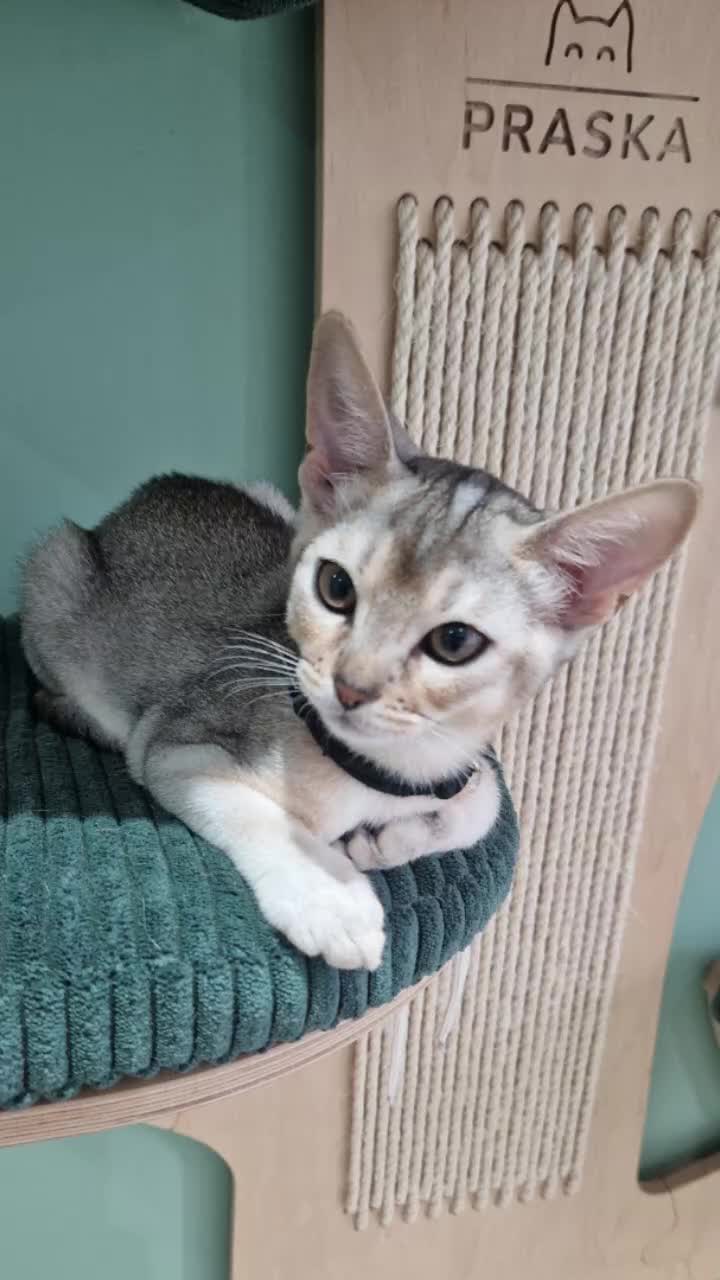 Abyssinian cats for sale: SILVER Abyssinian kittens - Video 2