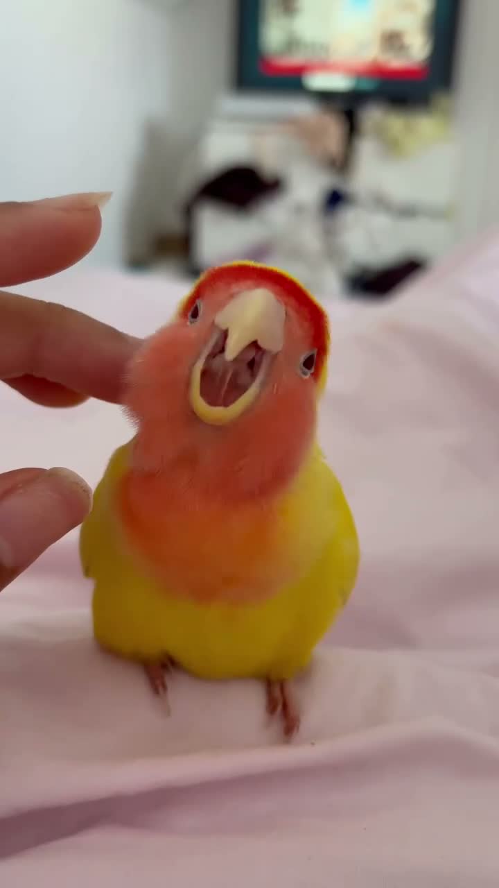 Lovebirds birds for sale: Lovebird  - Video 1