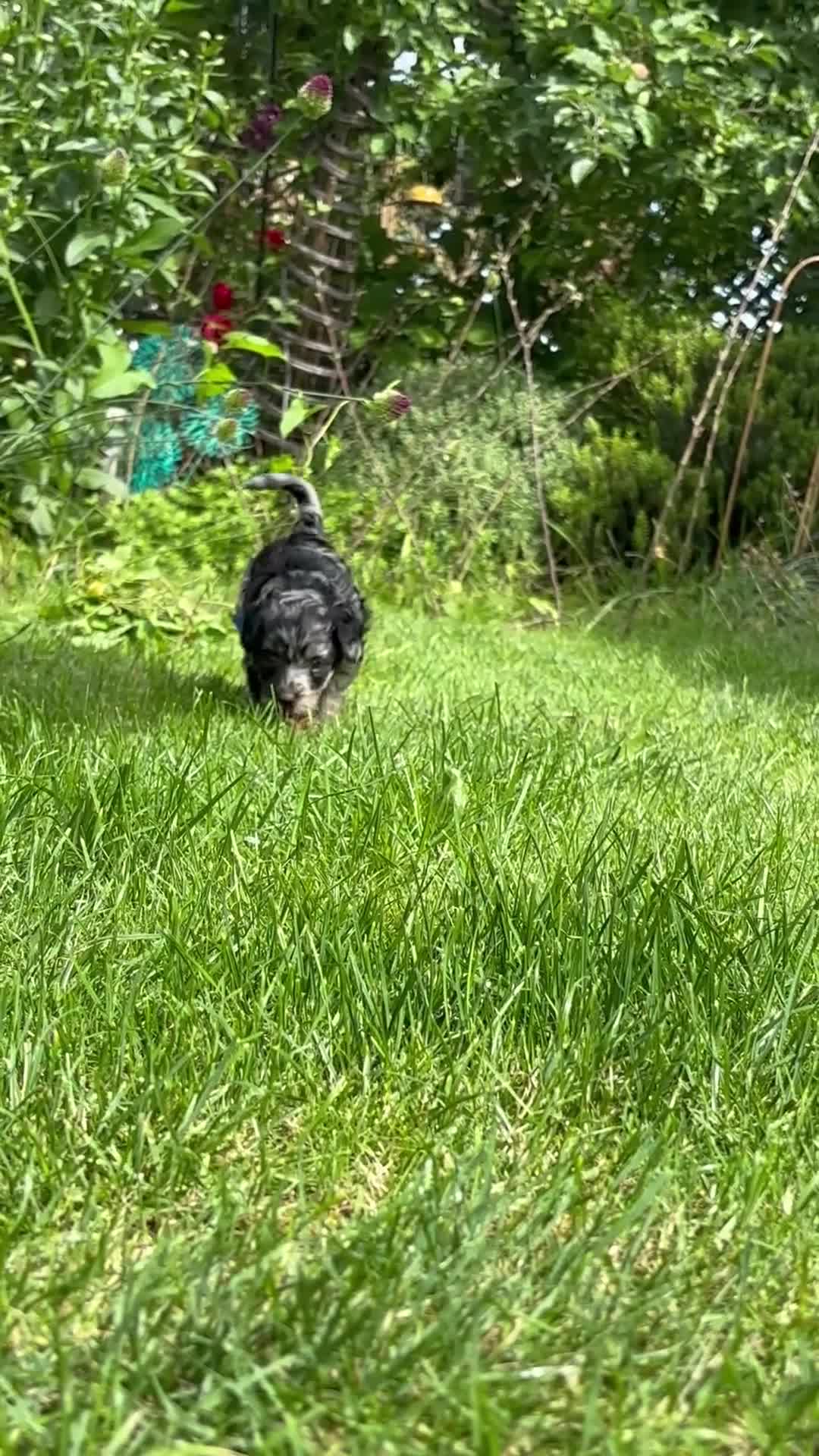 Bordoodle dogs for sale: Miniature Bordoodle Puppies - Video 2