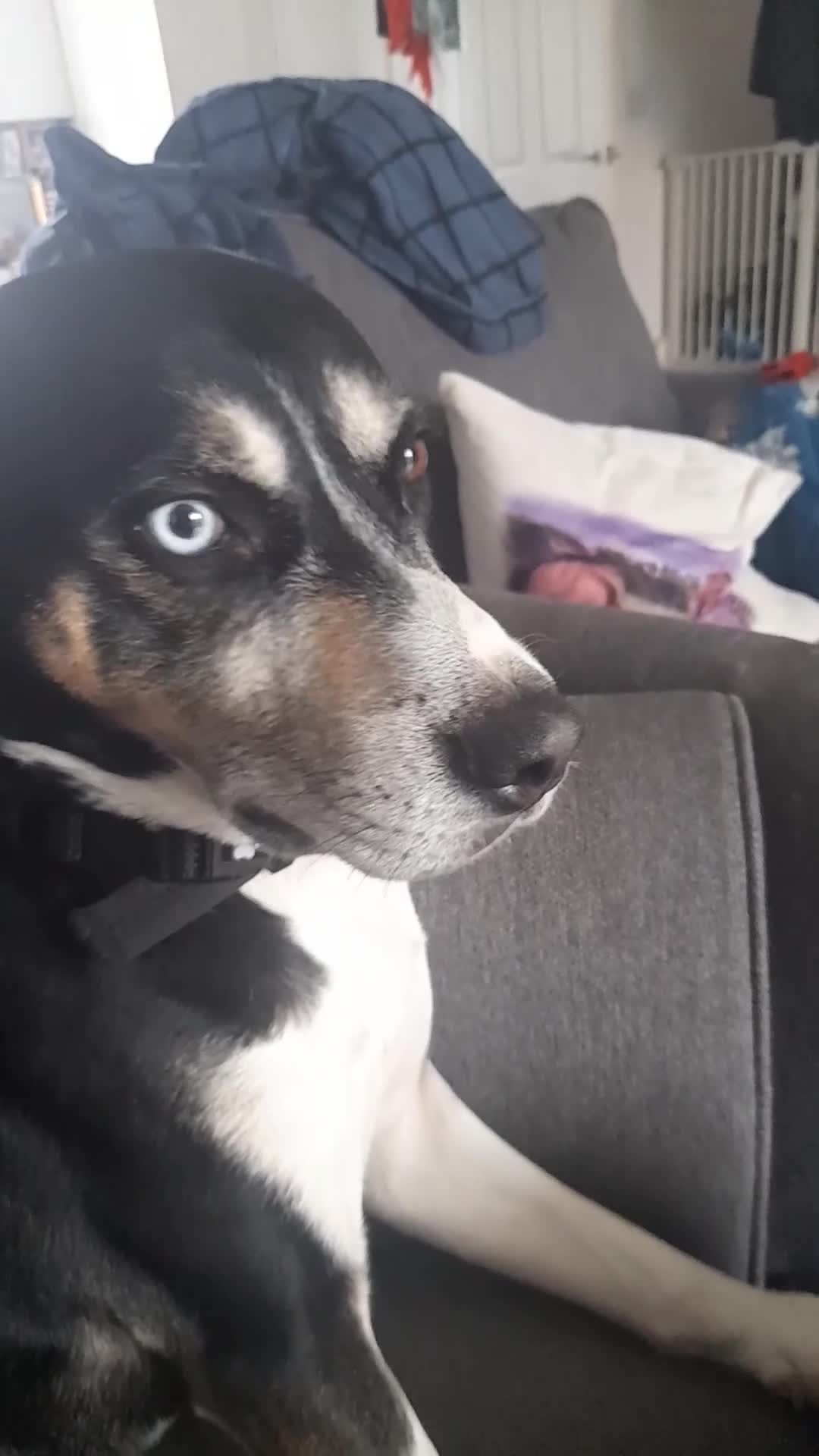 Mixed Breed dogs for sale: Hollie in Pershore - Video 1