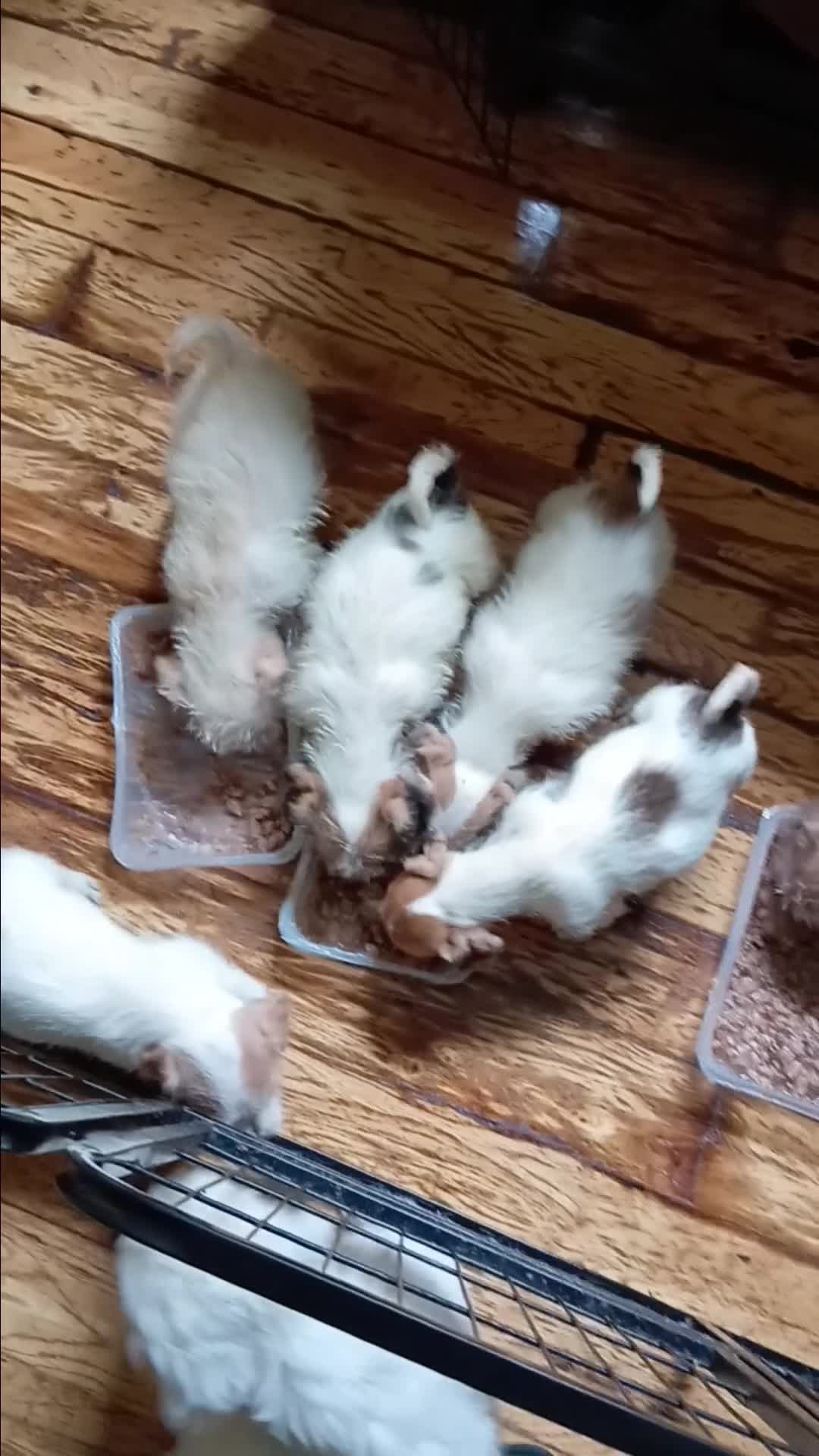 Mixed Breed dogs for sale: Norpats ready for our new homes in Telford - Video 2