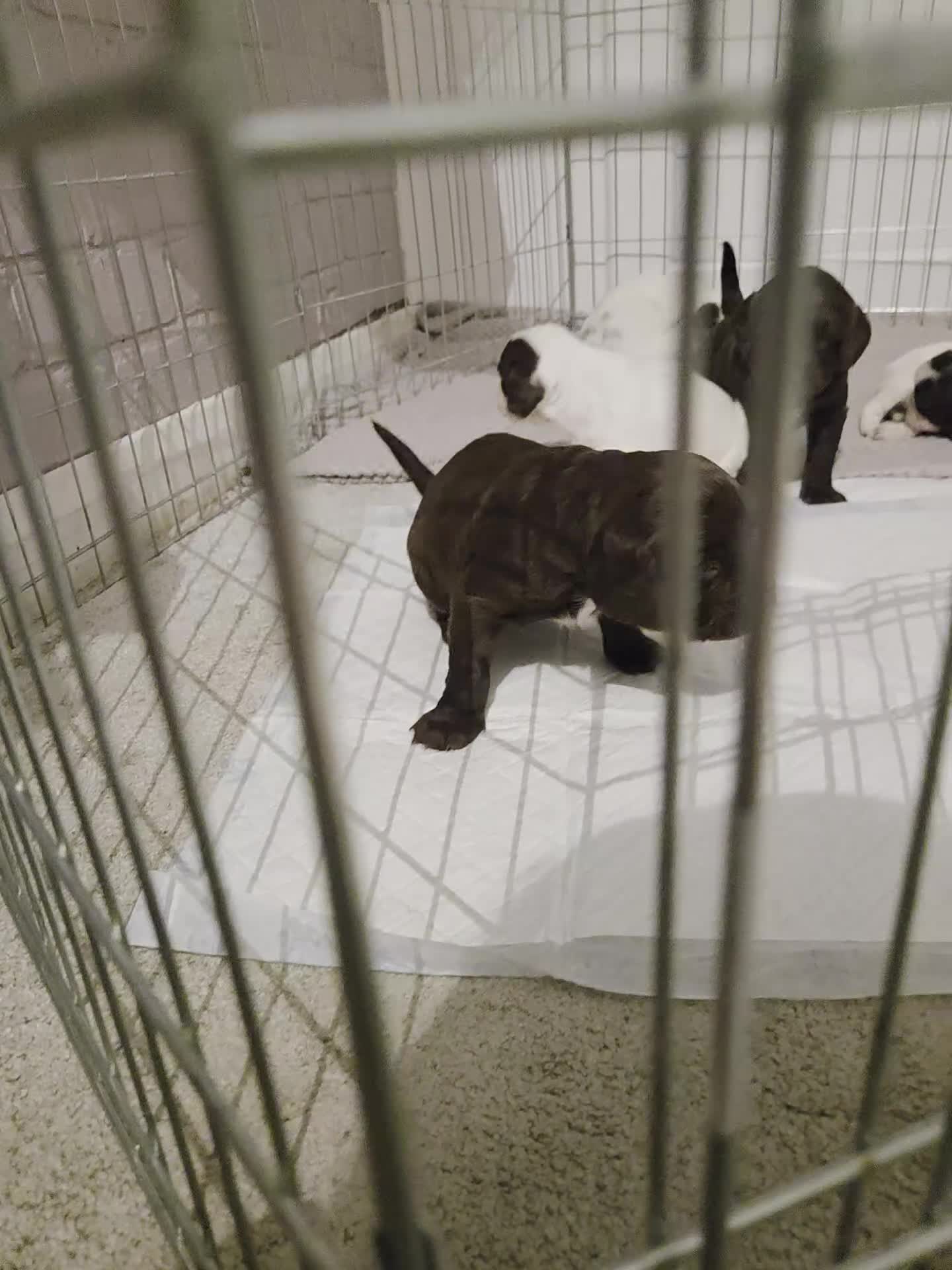 Sprocker dogs for sale: Sprocker puppies for sale - Video 2