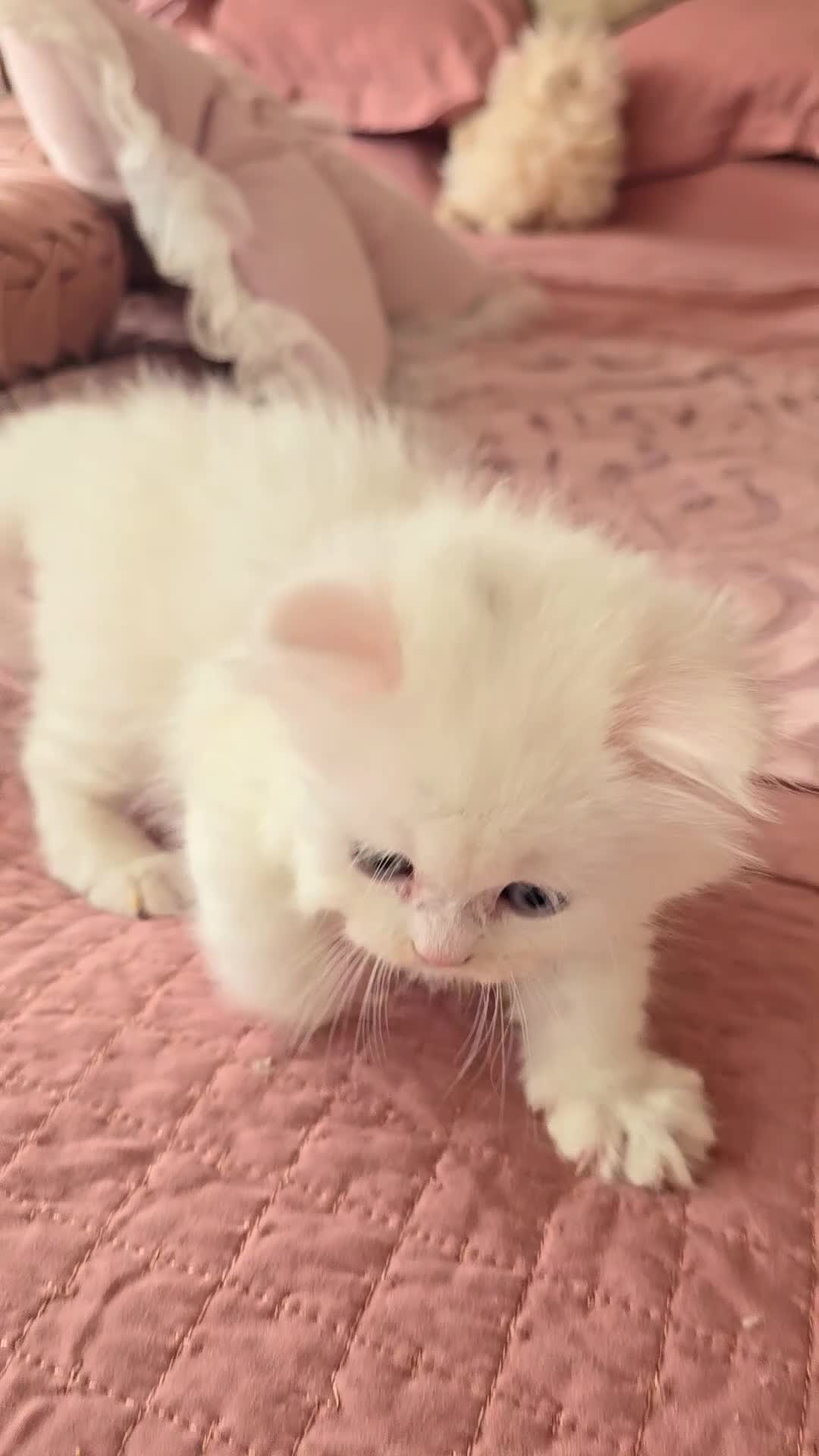 Munchkin cats for sale: 'Rughugger'Minuet kittens - Video 3