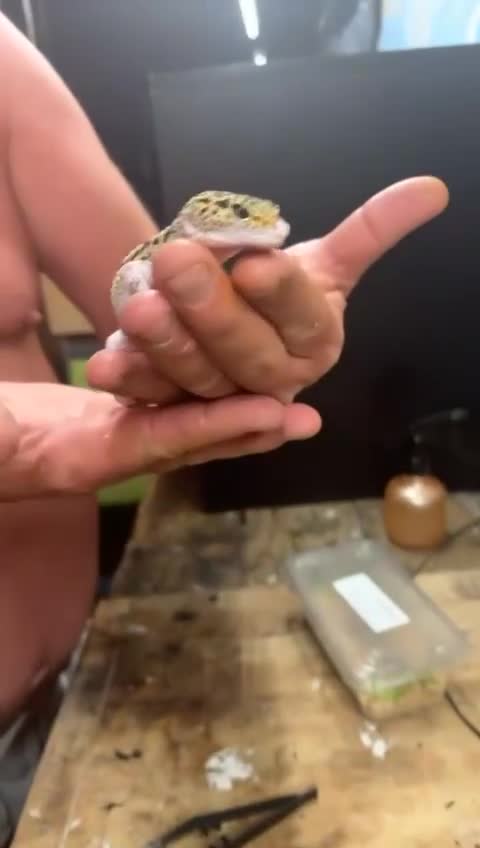 Gecko reptiles for sale: Leopard Gecko and full set up - Video 1
