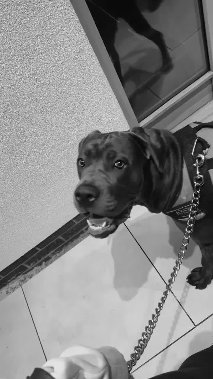 Cane Corso dogs for sale: Cane corso - pablo - Video 1
