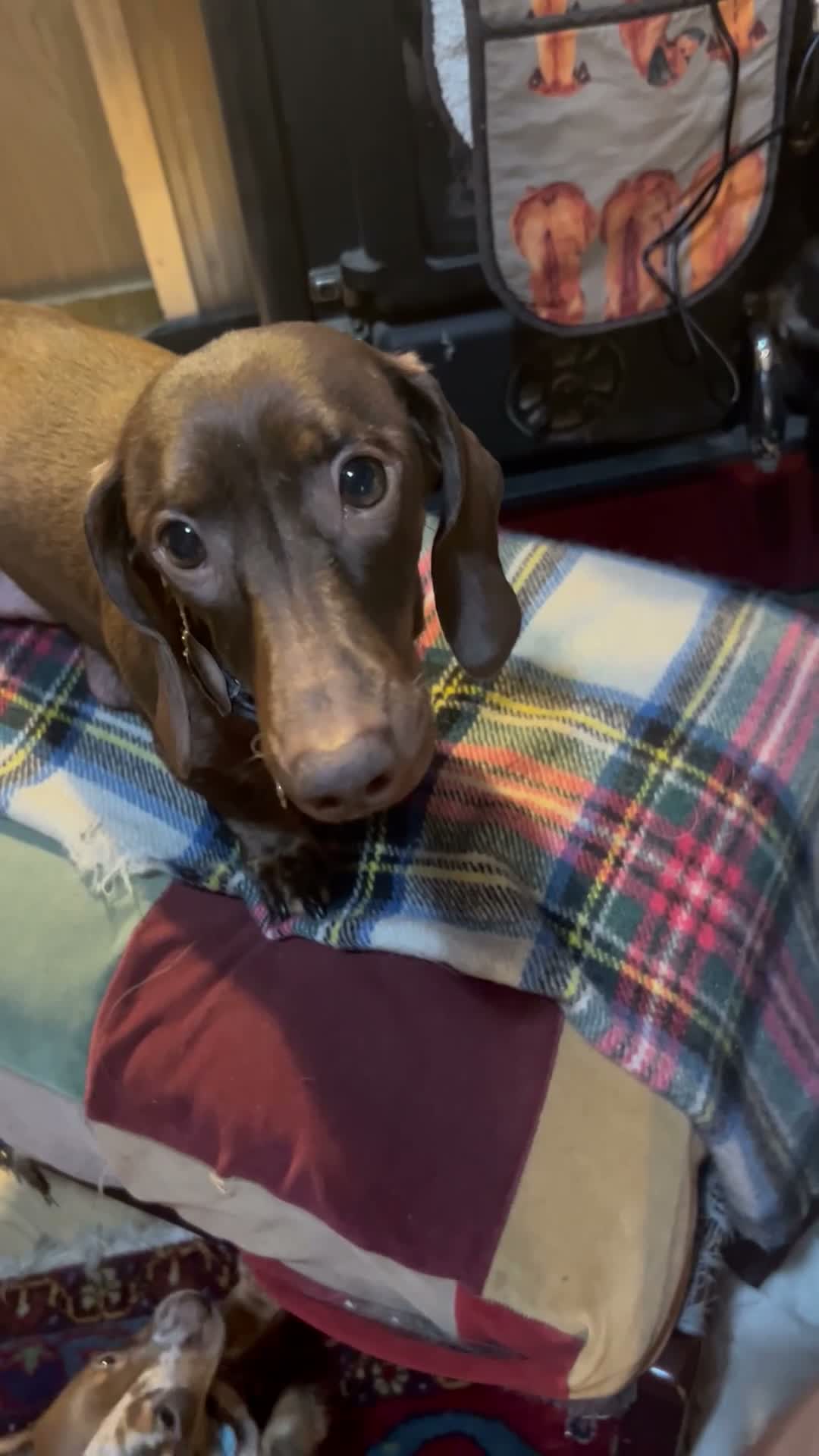 Miniature Dachshund dogs for sale: Dapple female - Video 5