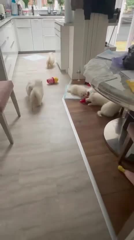 Samoyed dogs for sale: Samoyed Puppies - Video 1