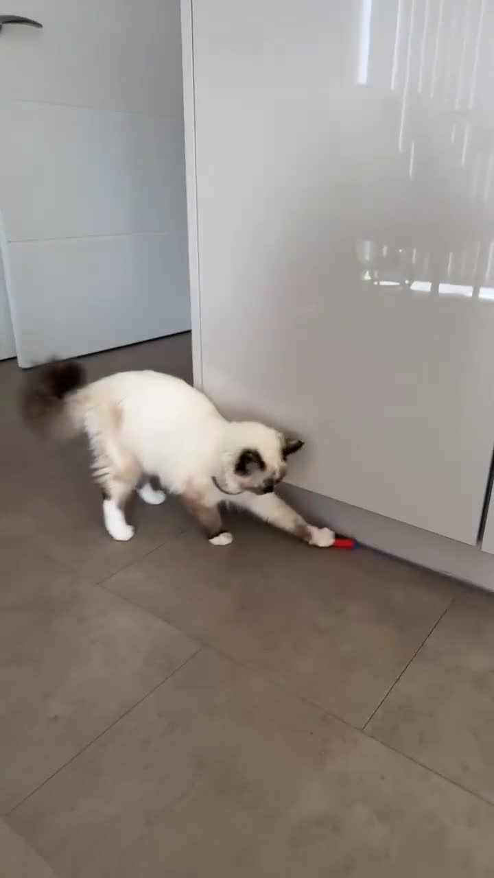 Ragdoll cats for sale: A very happy ragdoll girl  - Video 1