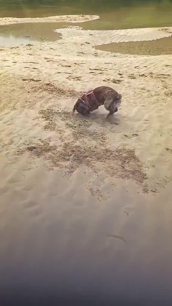 Mixed Breed dogs for adoption: Little Indie is still waiting for a forever home - Video 1
