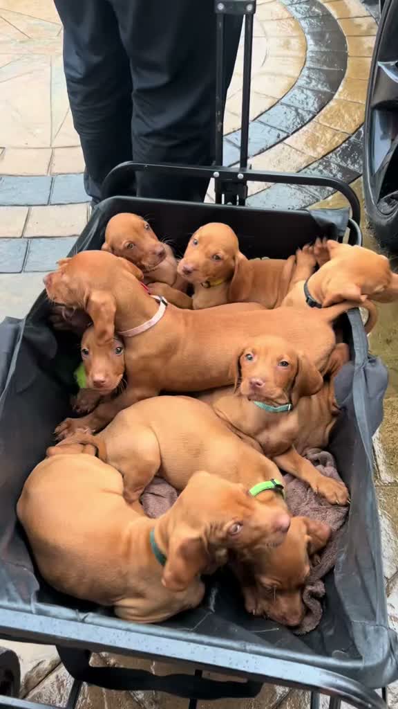 Hungarian Vizsla dogs for sale: 1 x KC registered Hungarian vizsla puppy £1600 - Video 1