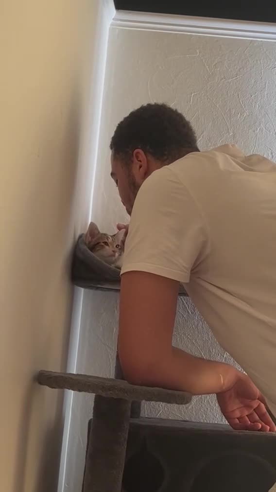 Mixed Breed cats for sale: CALICO GIRL KITTEN  - Video 2