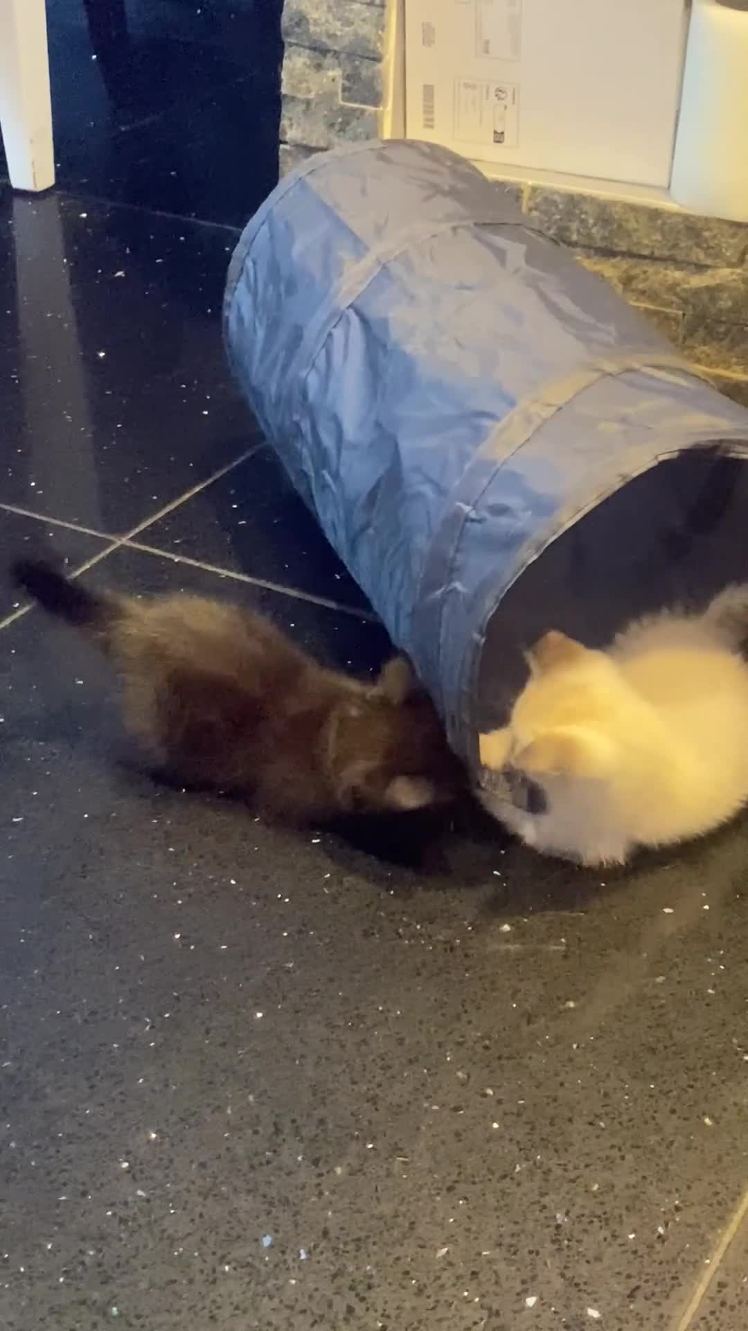Mixed Breed cats for sale: X Siamese Adorable Kittens (white reserved now) - Video 4