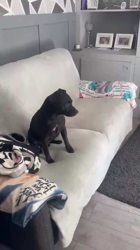 Mixed Breed dogs for adoption: ❤️🐶 MILO (PATTERDALE) – A SWEET, CUDDLY COMPANION - Video 1