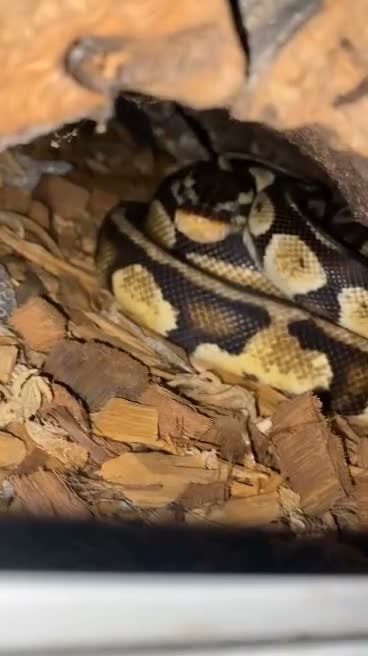 Python Snake reptiles for sale: Royal Python full setup viv,decor,heat mat,light in Witney - Video 1