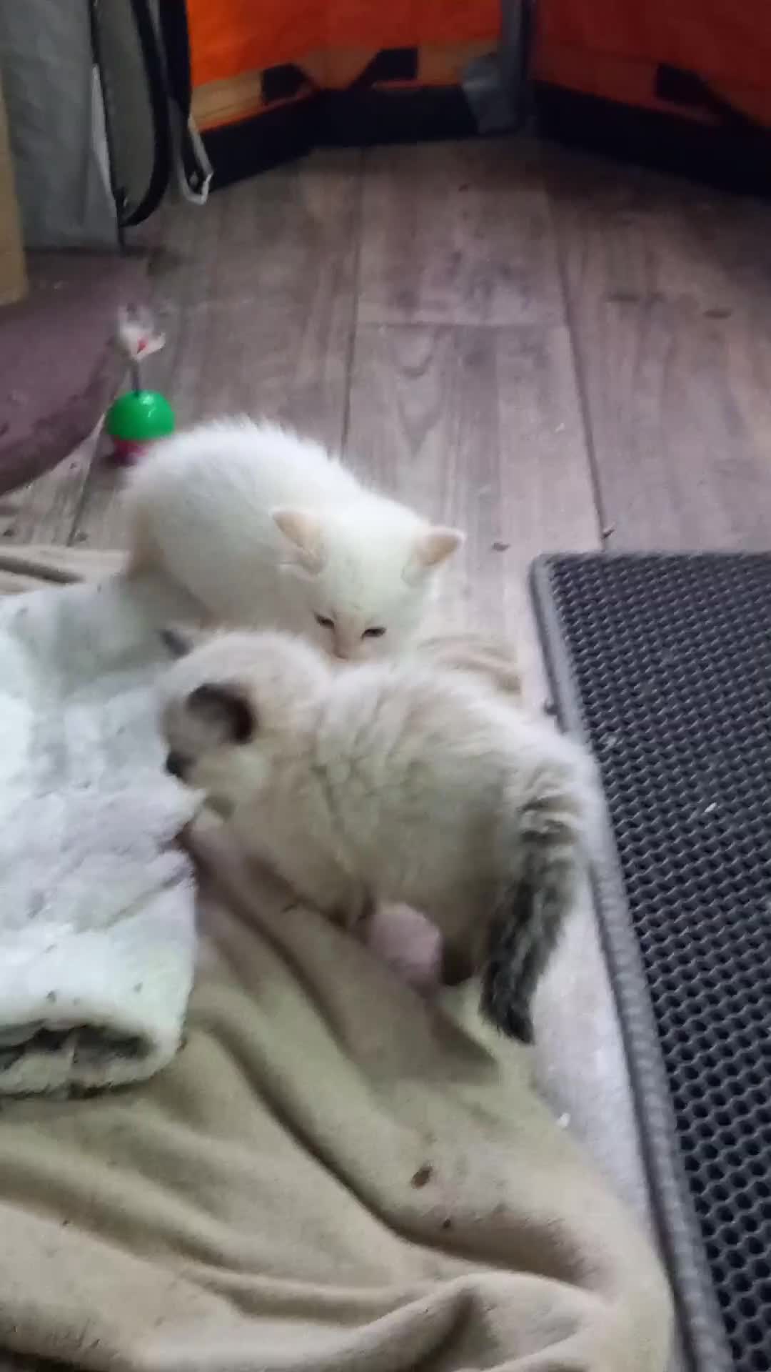 Ragdoll cats for sale: 5 ragdolls 3 blagdolls  - Video 3