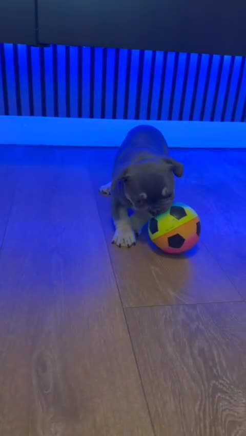 French Bulldog dogs for sale: French bull dog female 10 weeks old in Manchester - Video 3