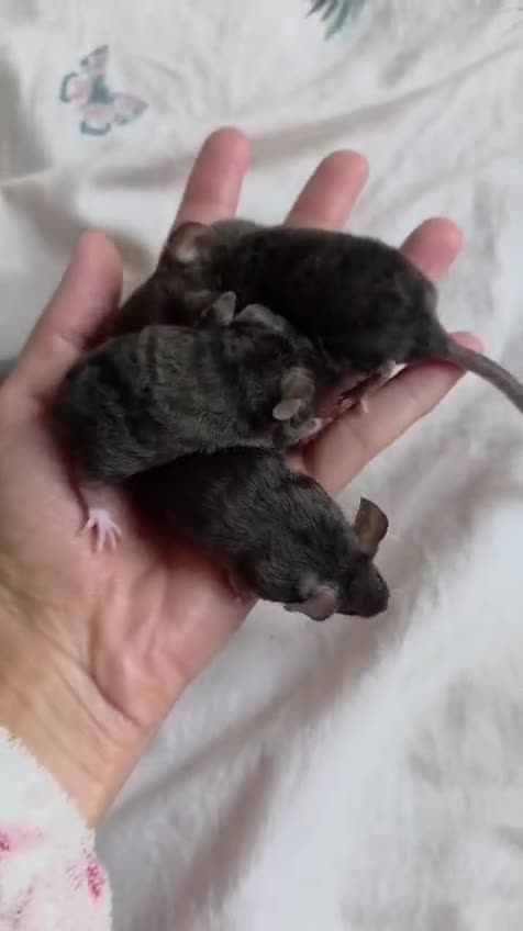 Mouse rodents for sale: 4 girls ready to go - Video 3