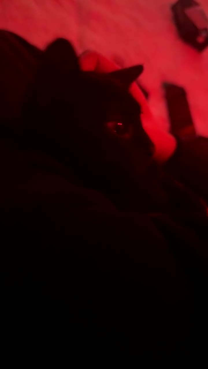 Bengal cats for sale: Black Bengal Kitty - Video 2