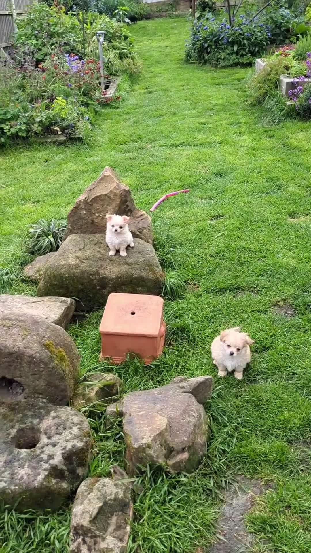 Chihuahua dogs for sale: Superb Longhaired pedigree toy chihuahuas - Video 2