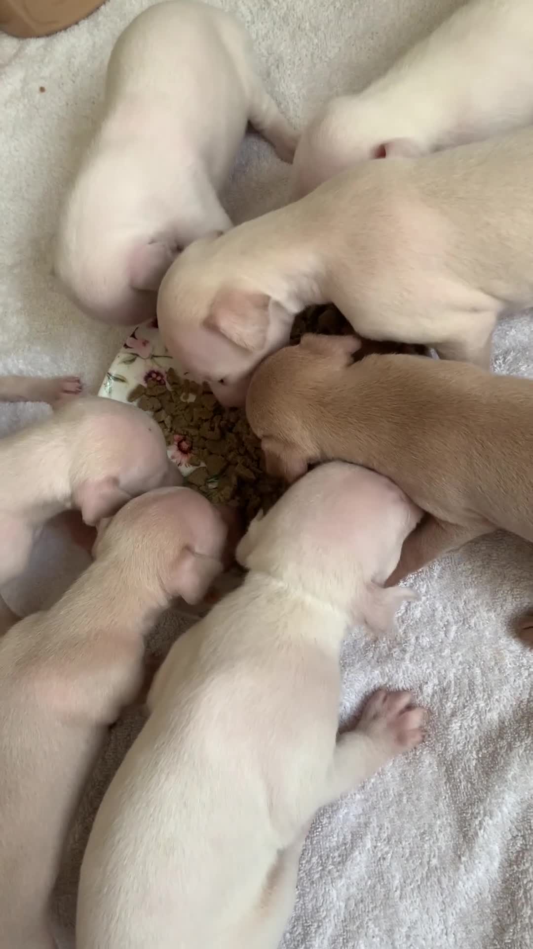 Italian Greyhound dogs for sale: KC Italian greyhound puppies East. Europ lineage - Video 2