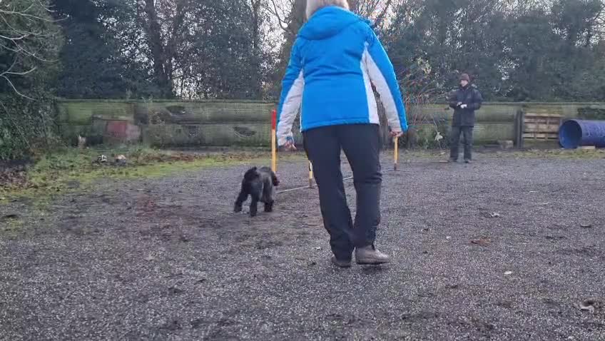 Cocker Spaniel dogs for sale: Show Type Cocker Spaniel puppies available in Welwyn - Video 3