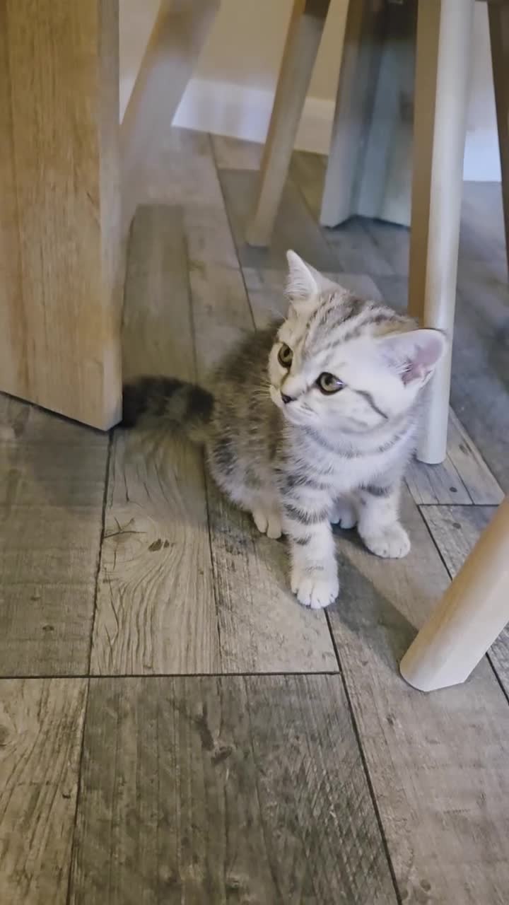 Scottish Fold cats for sale: Scottish Fold/Straight Kittens For Sale  - Video 2