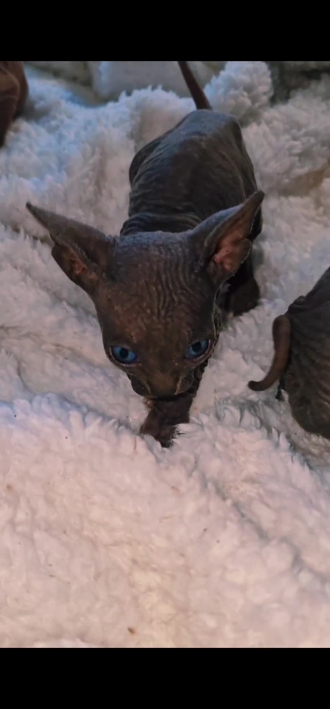 Sphynx cats for sale: Beautiful Canadian Sphynx kittens purebreed  - Video 4