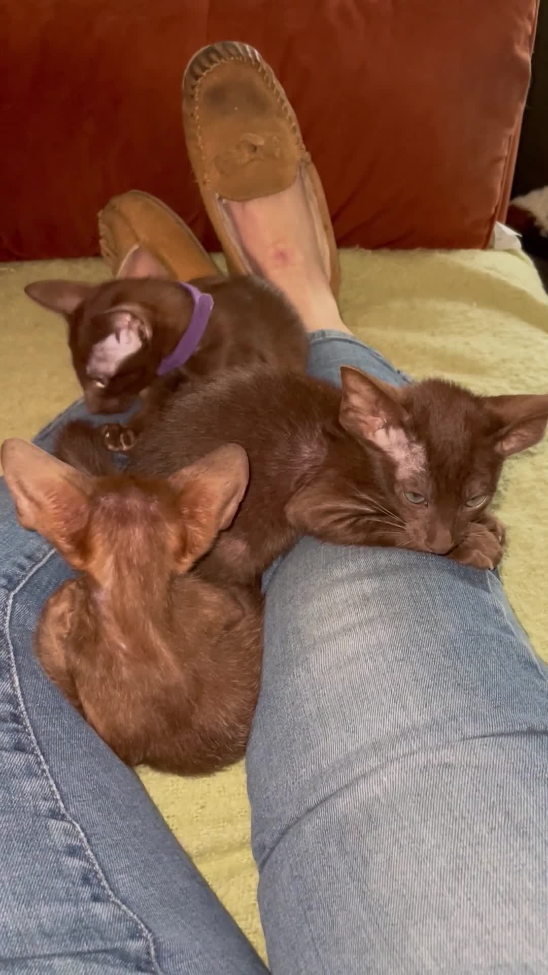 Oriental cats for sale: The Birds litter. - Video 1