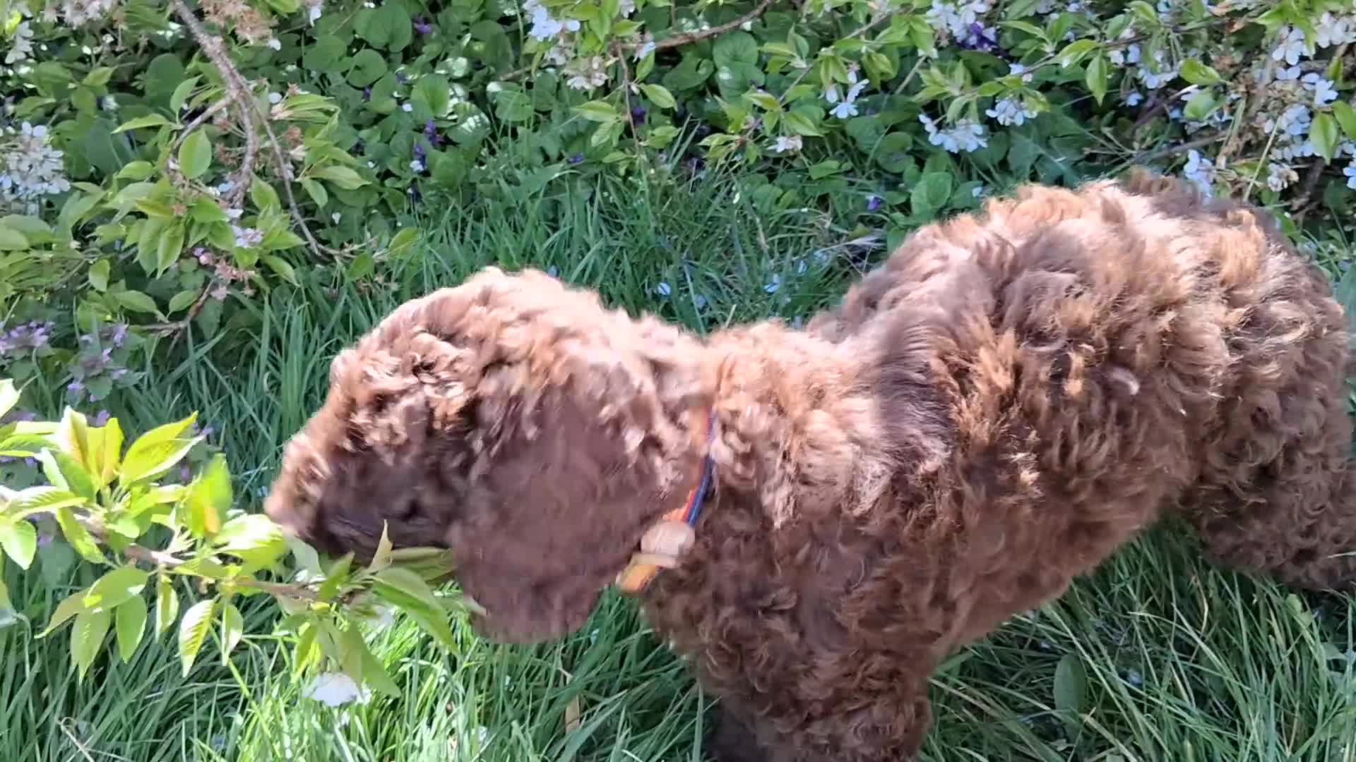 Cockapoo dogs for sale: Classic looking curly cockerpoo boy - Video 2