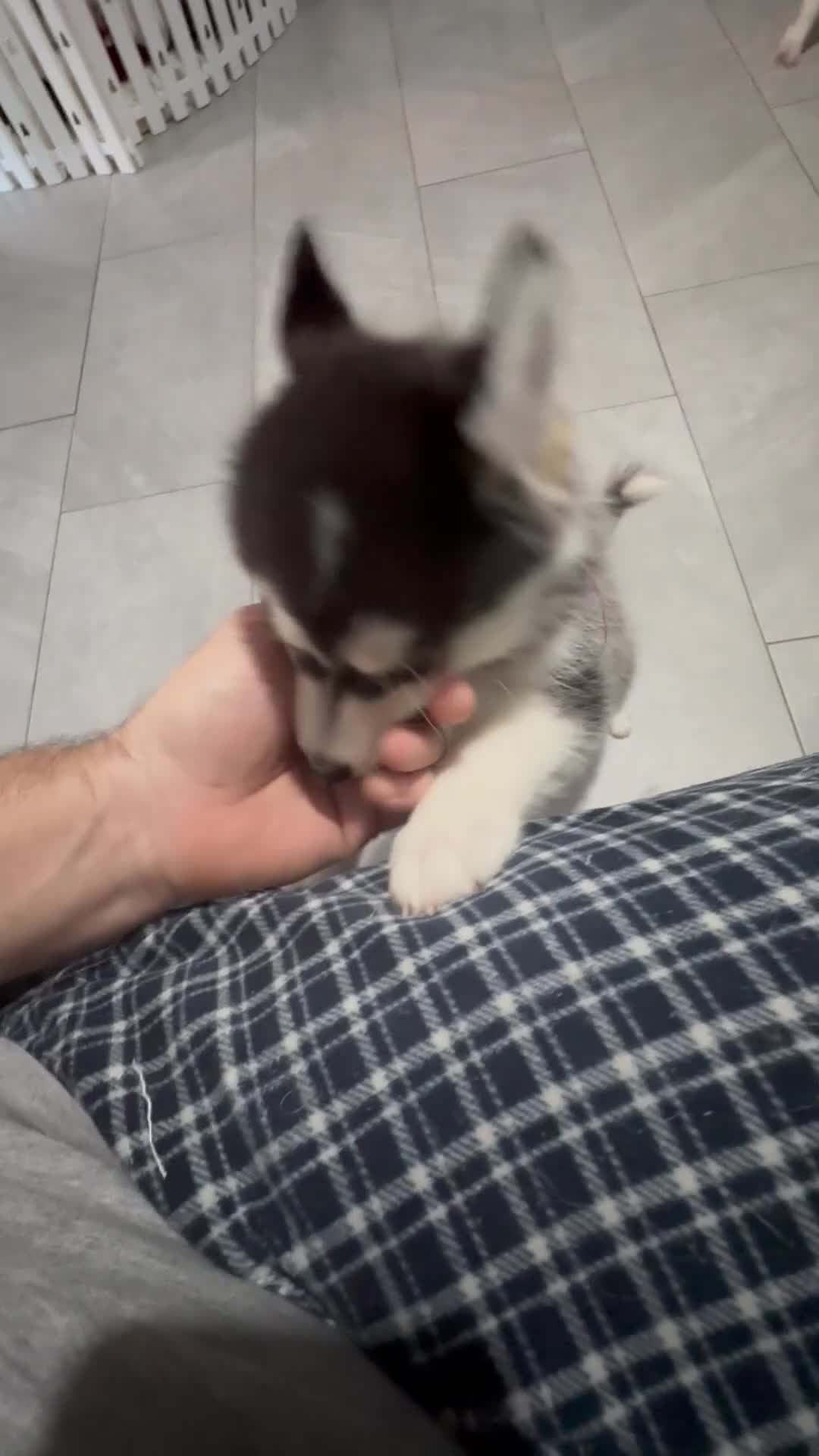 Pomsky dogs for sale: READY SMALL F4 POMSKY - Video 3