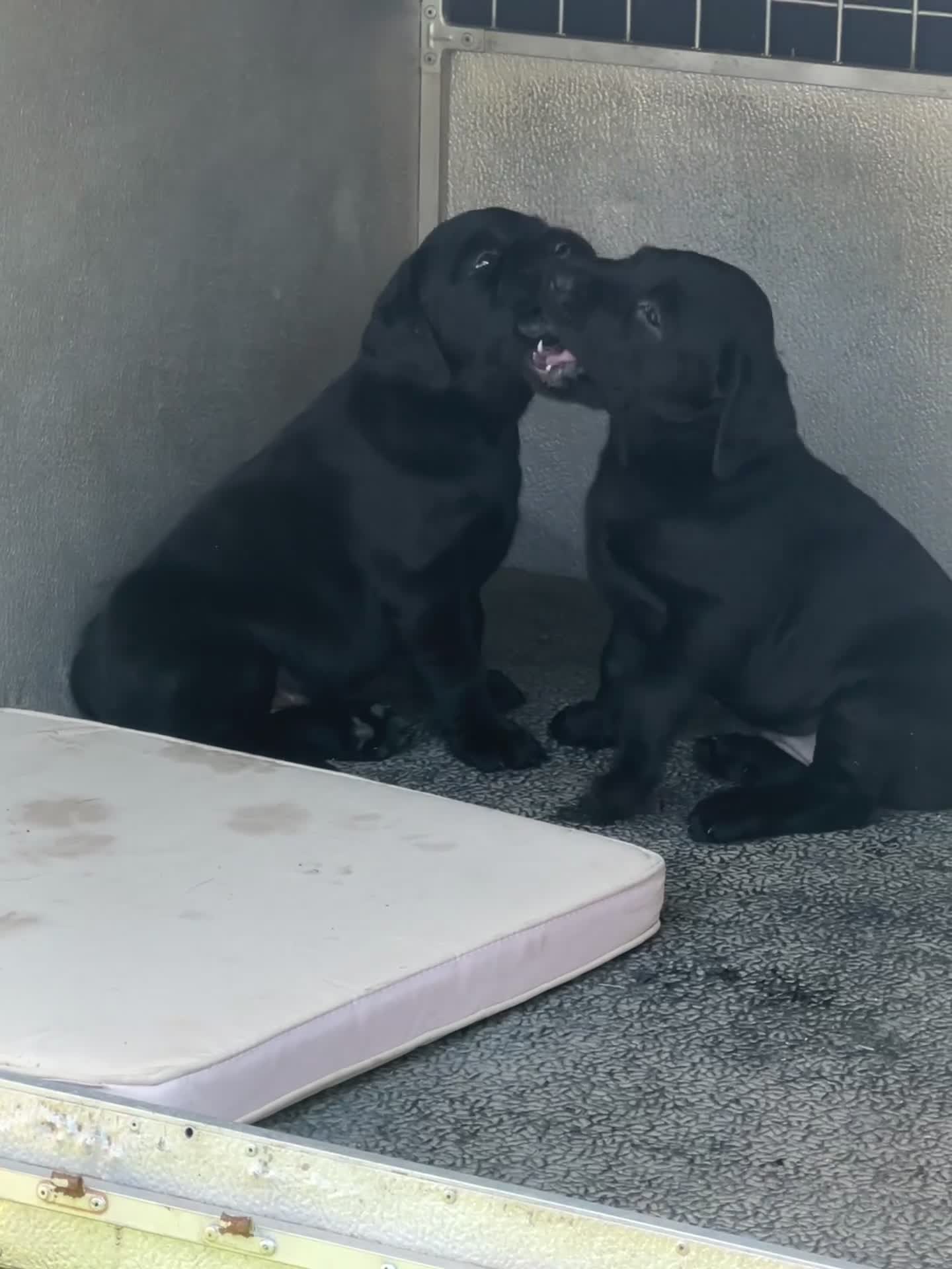 Labrador Retriever dogs for sale: Black KC registered working labrador puppies  - Video 1