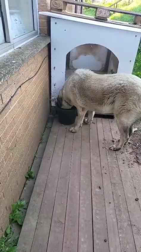 Anatolian Shepherd dogs for sale: Turkish Kangal - Video 4