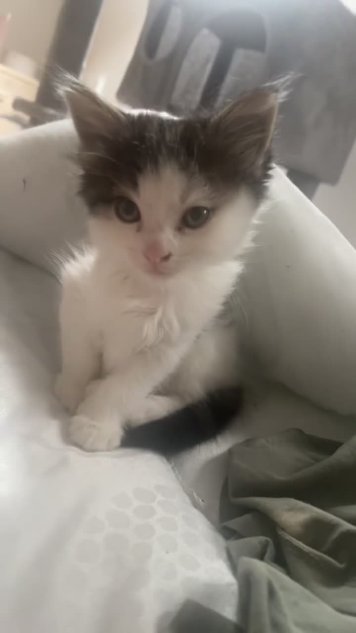 Mixed Breed cats for sale: Mikhail  in Leeds - Video 3