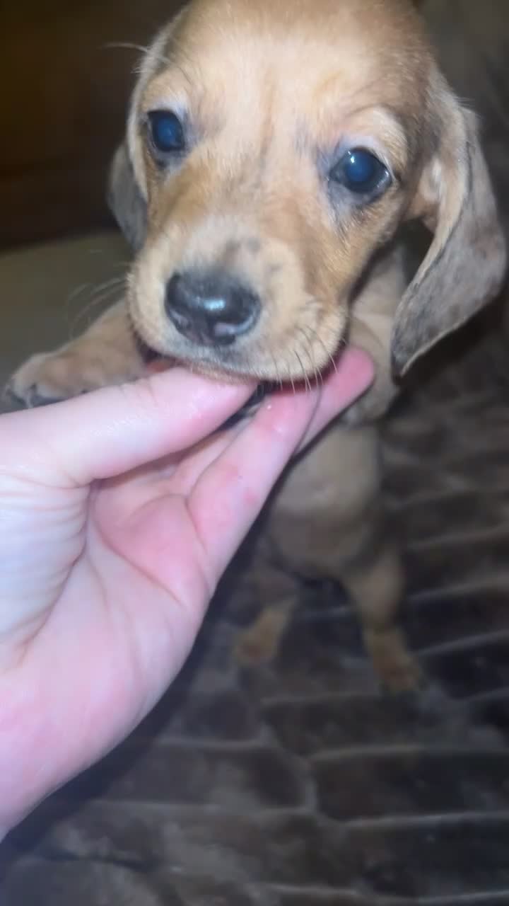 Miniature Dachshund dogs for sale: Dachound puppy’s - Video 2