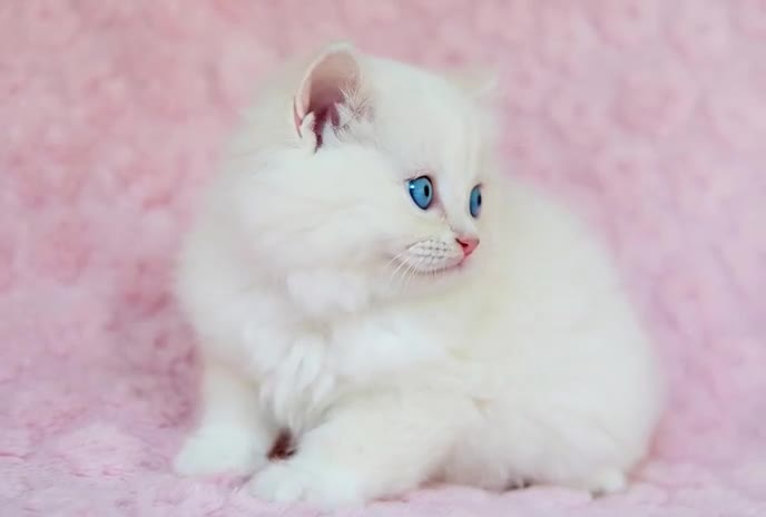 Ragdoll cats for sale: Stunning Ragdolls Available Now. - Video 2