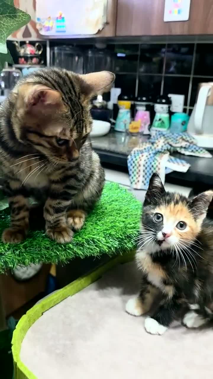 Mixed Breed cats for sale: Polydactyl calico  - Video 1