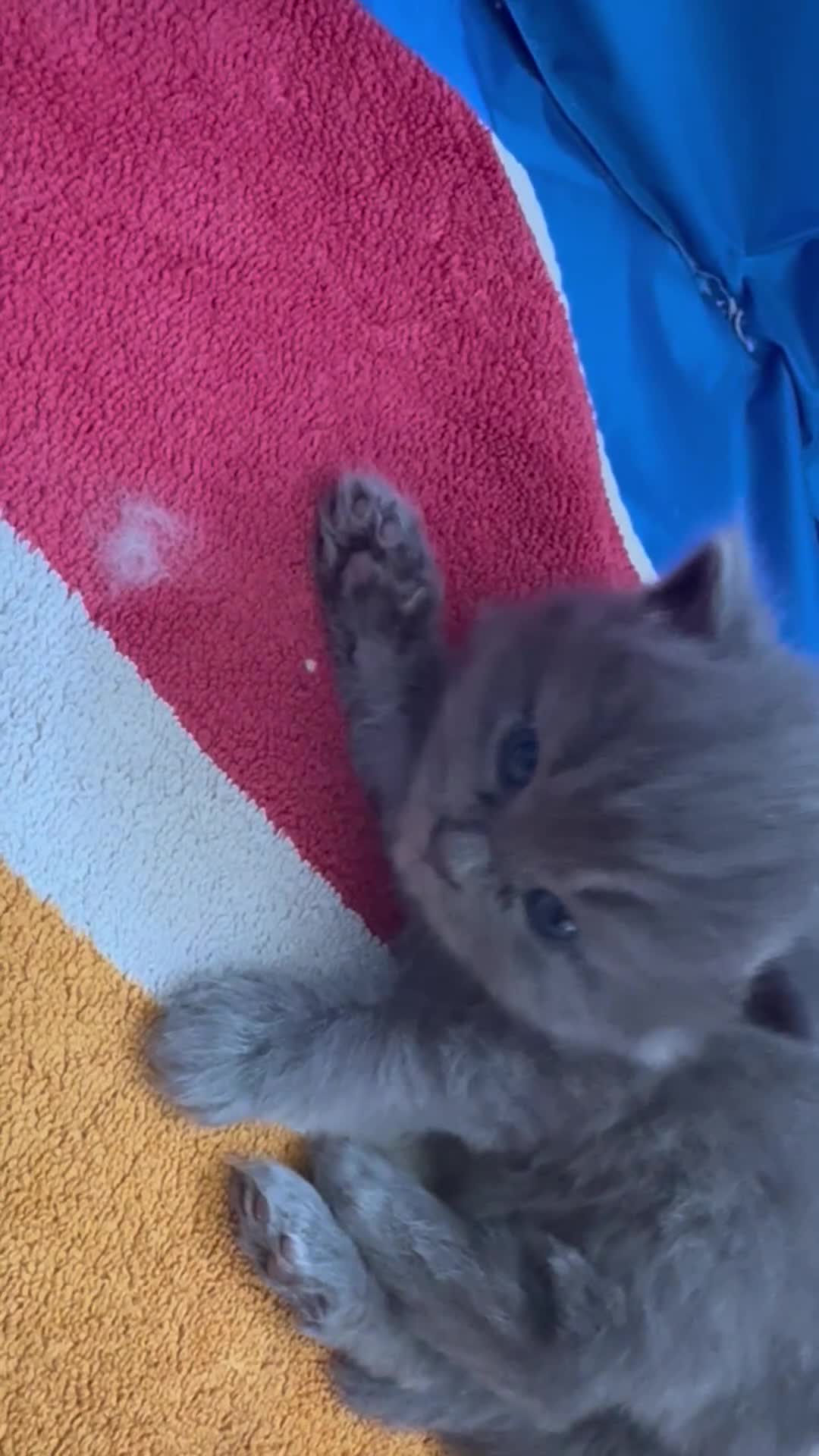 Maine Coon cats for sale: MAGICAL MAINE COON KITTENS - Video 2