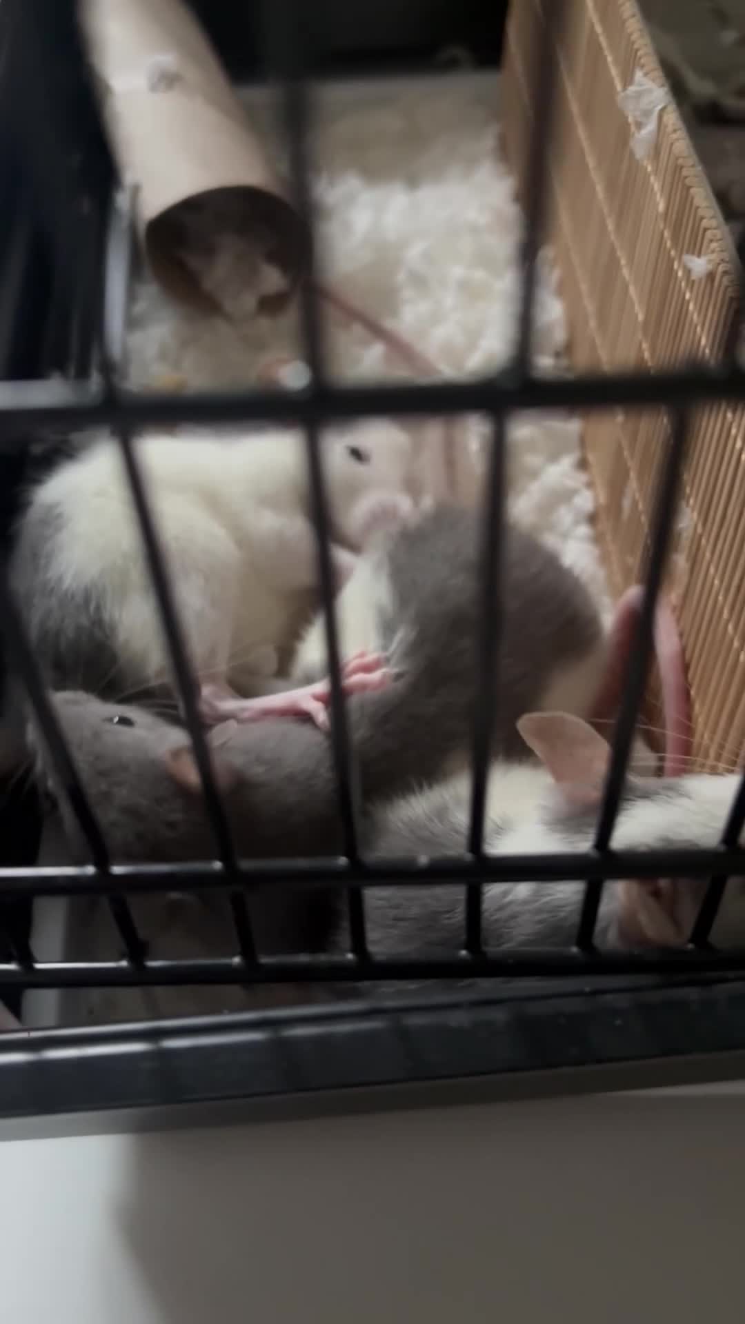 Rat rodents for sale: 3 female baby rats in Plymouth - Video 2