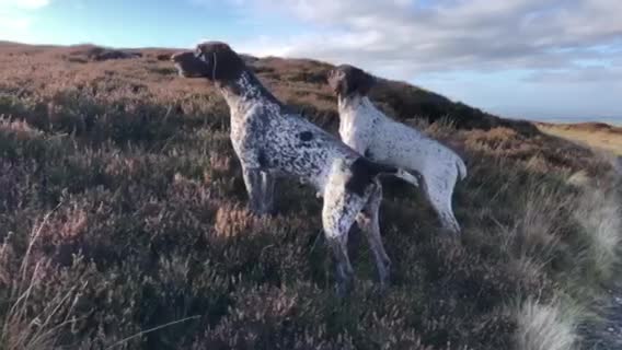 German Shorthaired Pointer dogs for stud: Excellent example Gsp kc and health tested. STUD in Lancaster - Video 1